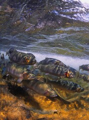 Spawning Cutthroat Trout