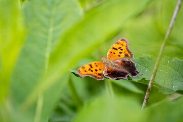 Comma Butterfly Resting in Foliage