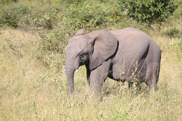 Fototapeta premium Afrikanischer Elefant / African elephant / Loxodonta africana