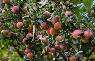 Large harvest of red apples on the branch
