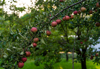 Large harvest of red apples on the branch