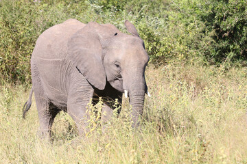 Afrikanischer Elefant / African elephant / Loxodonta africana