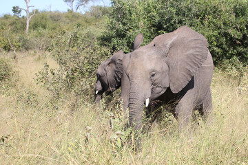 Fototapeta premium Afrikanischer Elefant / African elephant / Loxodonta africana