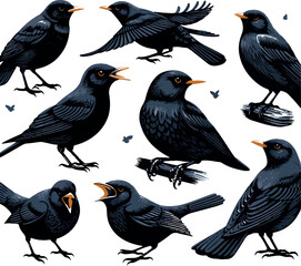 set of birds