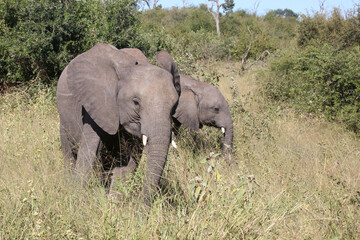 Fototapeta premium Afrikanischer Elefant / African elephant / Loxodonta africana