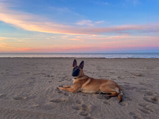 Pastore belga Malinois in spiaggia al tramonto che guarda © tabaro