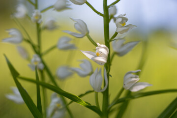 Cephalanthera longifolia, narrow-leaved helleborine, sword-leaved helleborine, long-leaved helleborine. Cephalanthera longifolia in the spring forest.