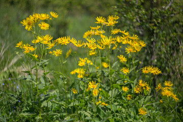 Obraz premium Austrian leopard's-bane (Doronicum austriacum) plant of the Asteraceae family, during flowering, in the natural ecosystem of the Carpathian Mountains.