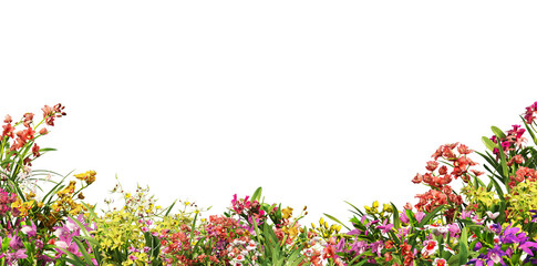 3D Render Foreground Orchid On a transparent background © jomphon