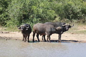 Obraz premium Kaffernbüffel / African buffalo / Syncerus caffer