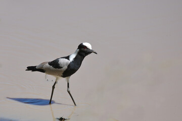 Waffenkiebitz / Blacksmith lapwing or Blacksmith plover / Vanellus armatus