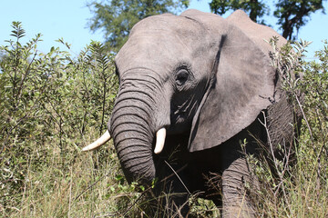 Afrikanischer Elefant / African elephant / Loxodonta africana