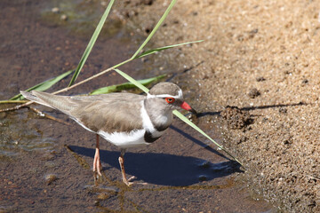 Dreibandregenpfeifer / Three-banded plover or Three-banded sandplover / Charadrius tricollaris