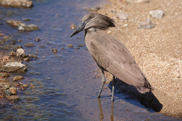 Hammerkopf / Hamerkop / Scopus umbretta