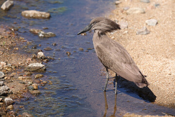 Hammerkopf / Hamerkop / Scopus umbretta