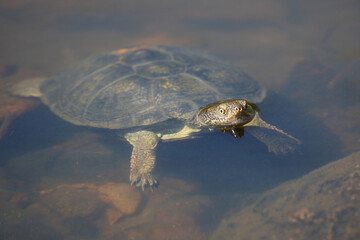 Obraz premium Gezähnelte Pelomeduse - Gezackte Pelomedusenschildkröte / Serrated side-neck turtles - Serrated hinged terrapin / Pelusios sinuatus.