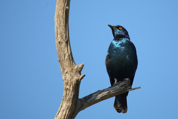 Rotschulter-Glanzstar/ Cape glossy starling or Red-shouldered starling / Lamprotornis nitens