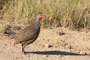 Swainsonfrankolin / Swainson's francolin or Swainson's spurfowl / Francolinus swainsonii.