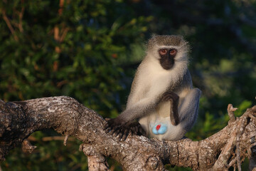 Grüne Meerkatze / Vervet monkey / Cercopithecus aethiops .