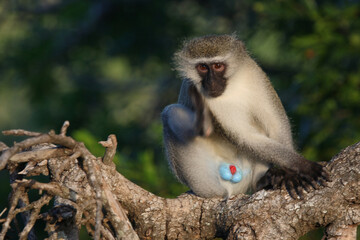 Grüne Meerkatze / Vervet monkey / Cercopithecus aethiops .