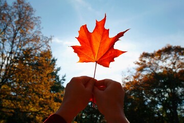 Person Holding A Maple Leaf