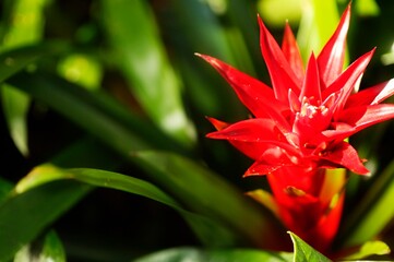 Fototapeta premium Red Flower In Bloom