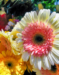 pink, white and yellow gerber daisy