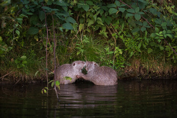 couple of Coypu (Myocastor coypus) fighting. It looks like mating behaviour.