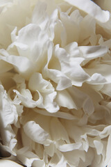 Close-Up of a White Peony flowers blooming. Detail macro shot of delicate texture of white peony petals and gentle tone of cream pastel color. Serene and elegant floral concept. Soft focus.