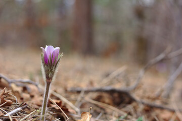 Blooming Purple Pasque Flowers in the Spring