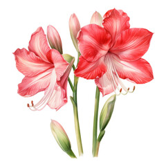 Amaryllis, Tropical Flower Illustration. Watercolor Style. AI Generated