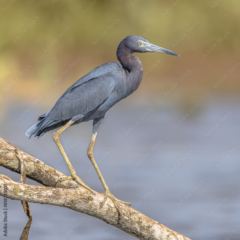 Sticker little blue heron on branh on riverbank