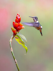 magenta-throated woodstar flying in front of flower