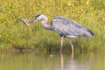 Grey Heron with bird prey in Wetland