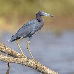 Little blue heron on branh on riverbank