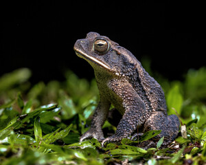 Green climbing toad in the rainforest