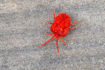 Red mite on grey background