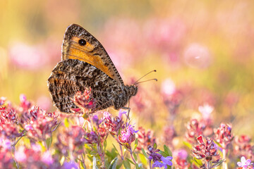 Rock grayling butterfly on Thyme