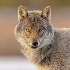 Portrait Eurasian Wolf looking aside