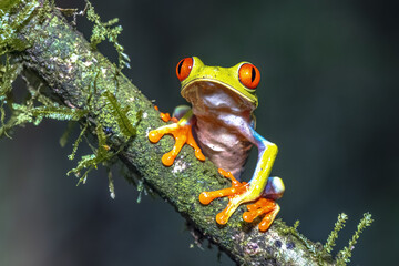 Red eyed leaf Frog on brach in tropical forest