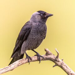 Western Jackdaw perched on bright background