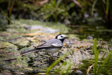 A white wagtail stands on the swamp perpendicular to the camera lens.