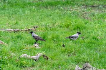 Two hooded gray crow sits on stump rotten tree. Corvus cornix is eurasian bird species from the genus raven on lawn. Corvus corone cornix in wild. Also called the scald crow or hoodie. Passerine bird.