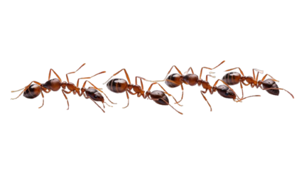 ant isolated on transparent background