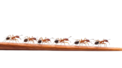 ant isolated on transparent background
