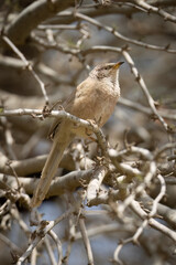 An Arabian Babbler on a Tree Branch