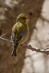 An Greenfinch on a Tree Branch
