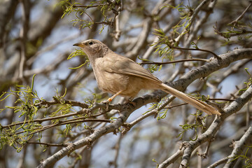 An Arabian Babbler on a Tree Branch