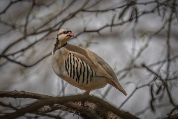 A Partridge in a Bush
