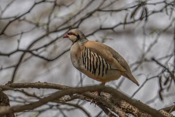 A Partridge in a Bush